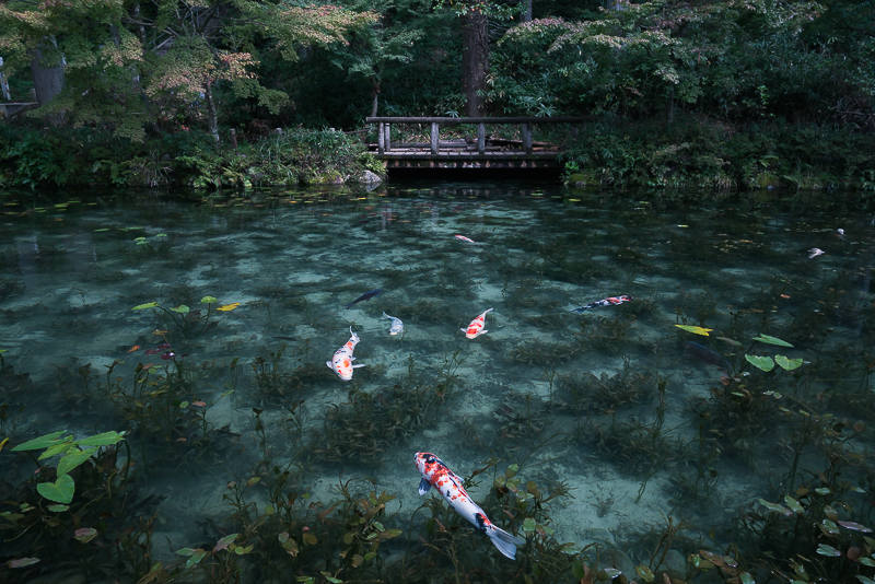 モネの池（根道神社の池）撮影した写真