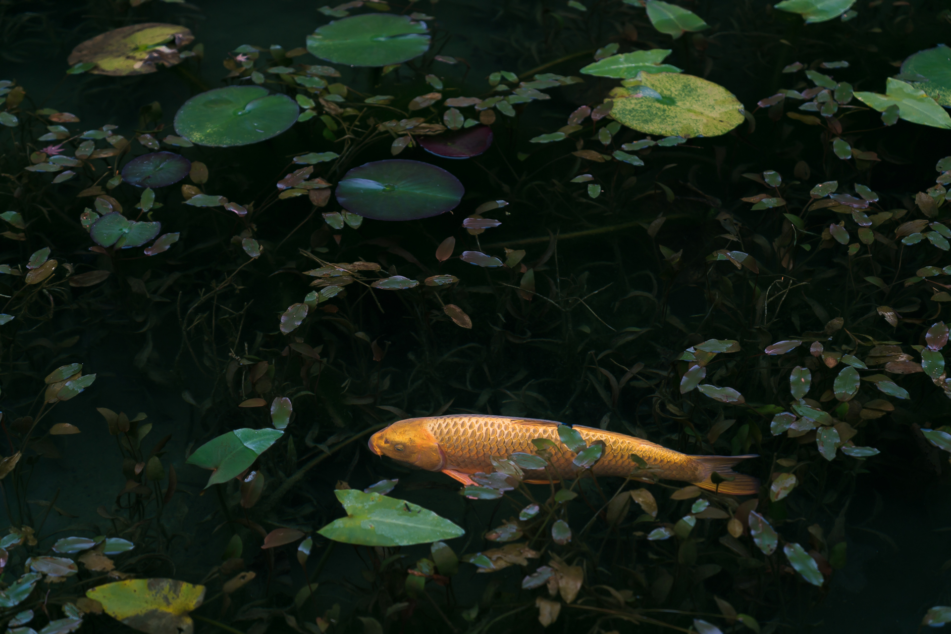 モネの池（根道神社の池）3