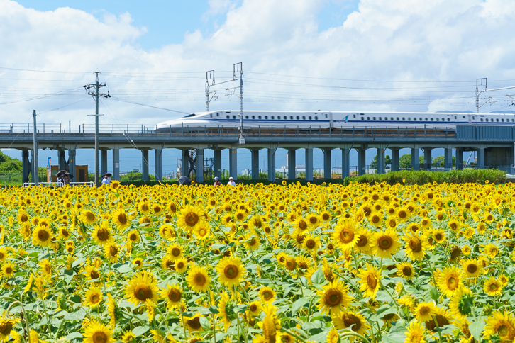 大垣ひまわり畑(平町)4