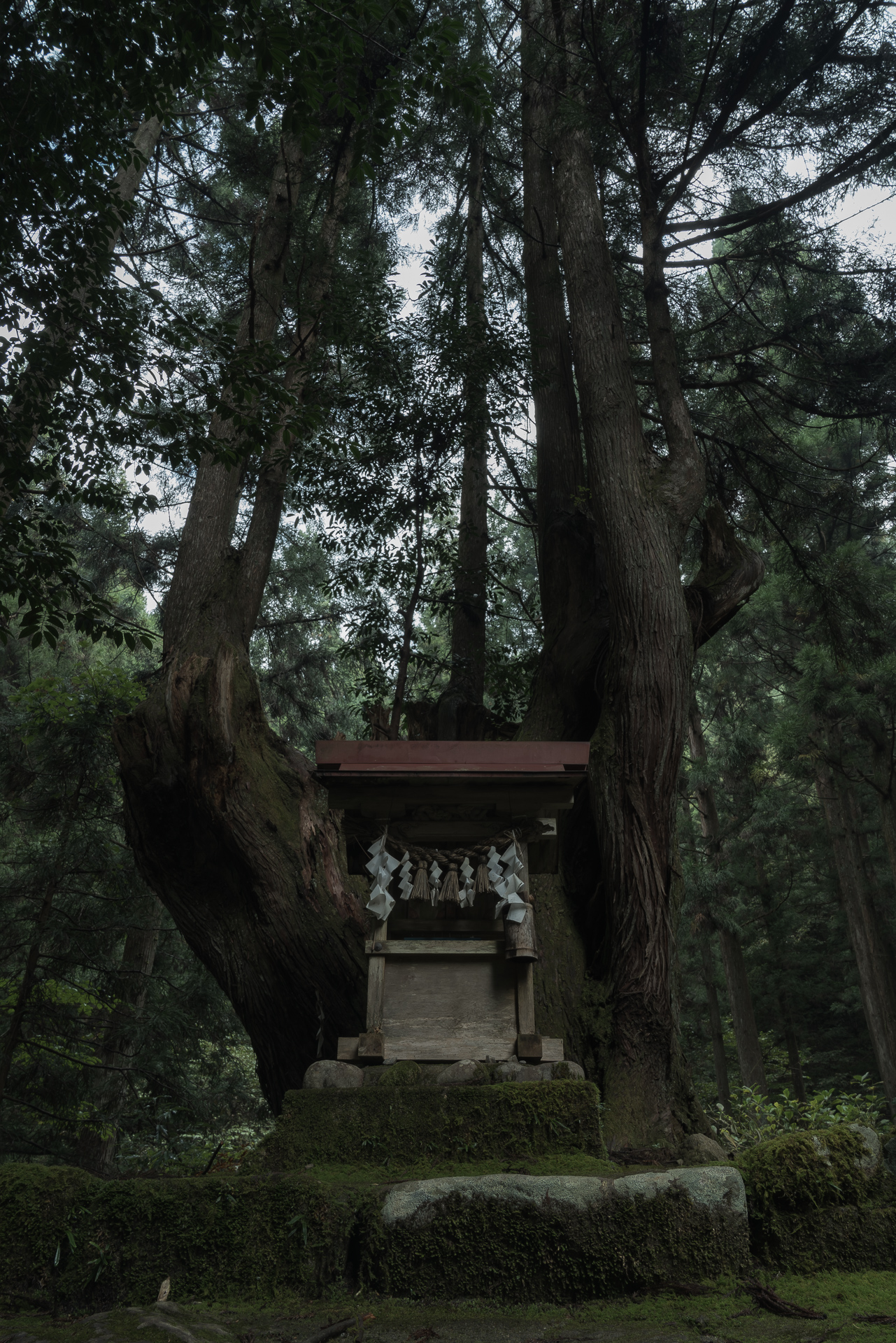 岐阜・関市『森の巨人「株杉の森」』の魅力