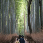 竹林の小径2