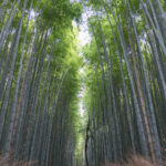 竹林の小径1