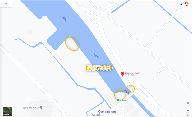 津屋川堤防の彼岸 撮影スポット