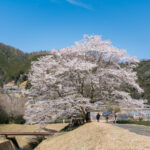 美杉町竹原の淡墨桜1