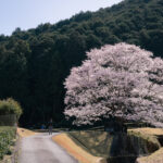 美杉町竹原の淡墨桜4