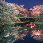 水門川の夜桜4