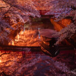水門川の夜桜5