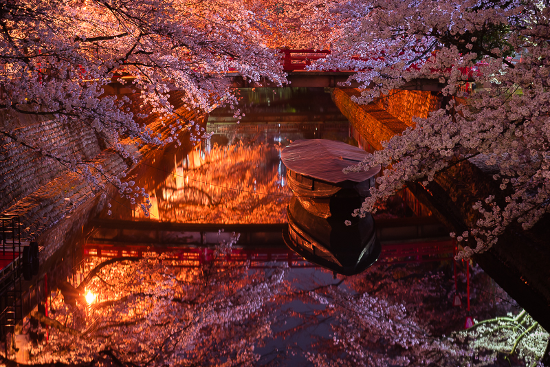 水門川の夜桜 撮影した写真