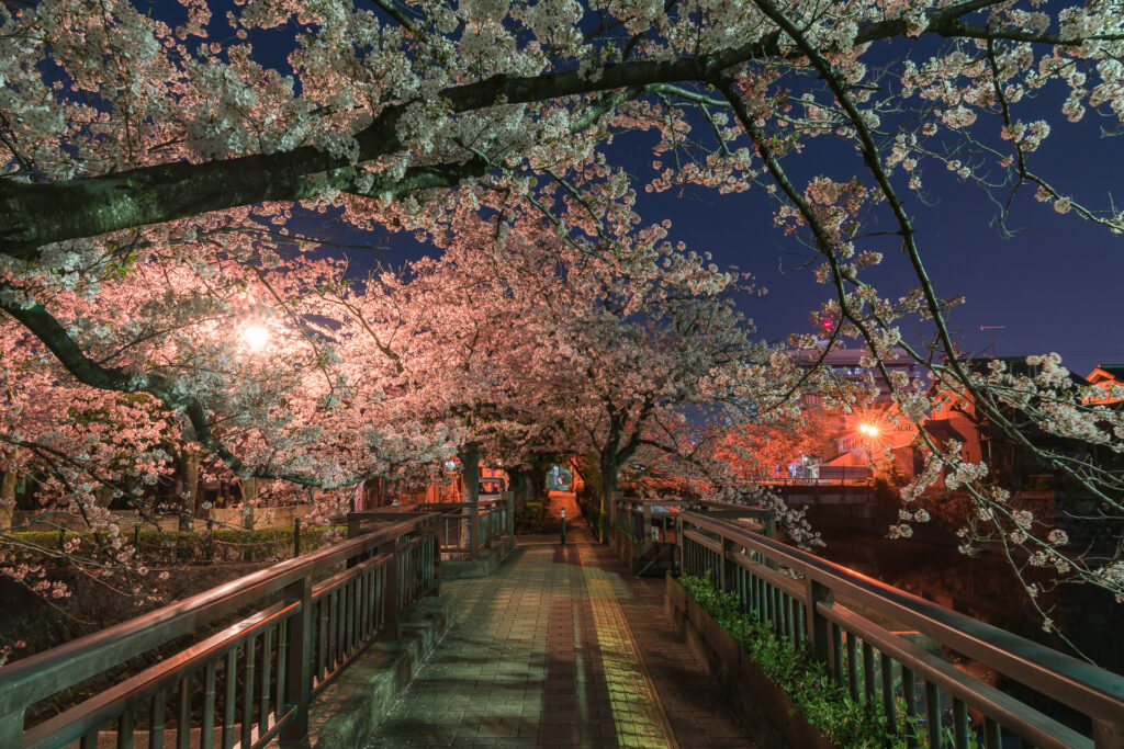 水門川の夜桜3