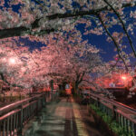 水門川の夜桜3