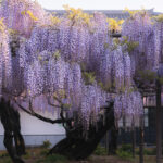 竹鼻別院（藤）7