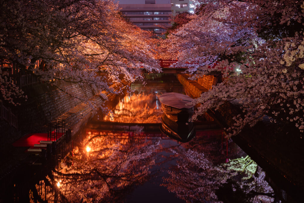 水門川の夜桜1