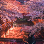 水門川の夜桜1