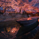 水門川の夜桜2