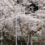 根尾谷淡墨桜2