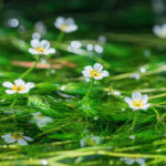 醒井地蔵川の梅花藻2