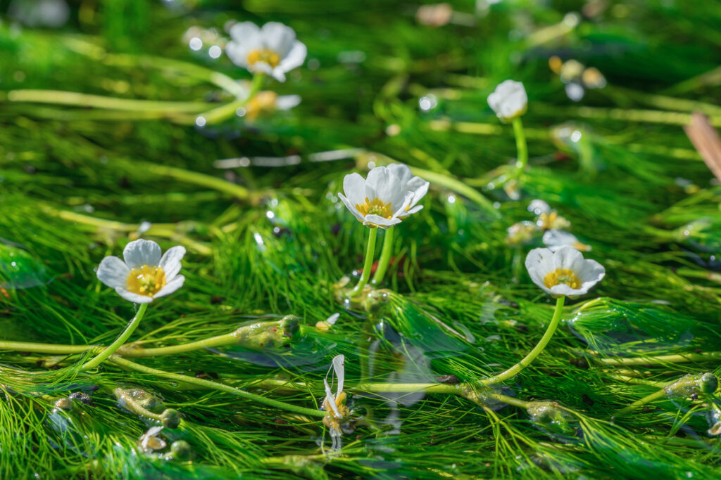 醒井地蔵川の梅花藻4