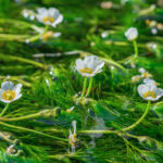 醒井地蔵川の梅花藻4