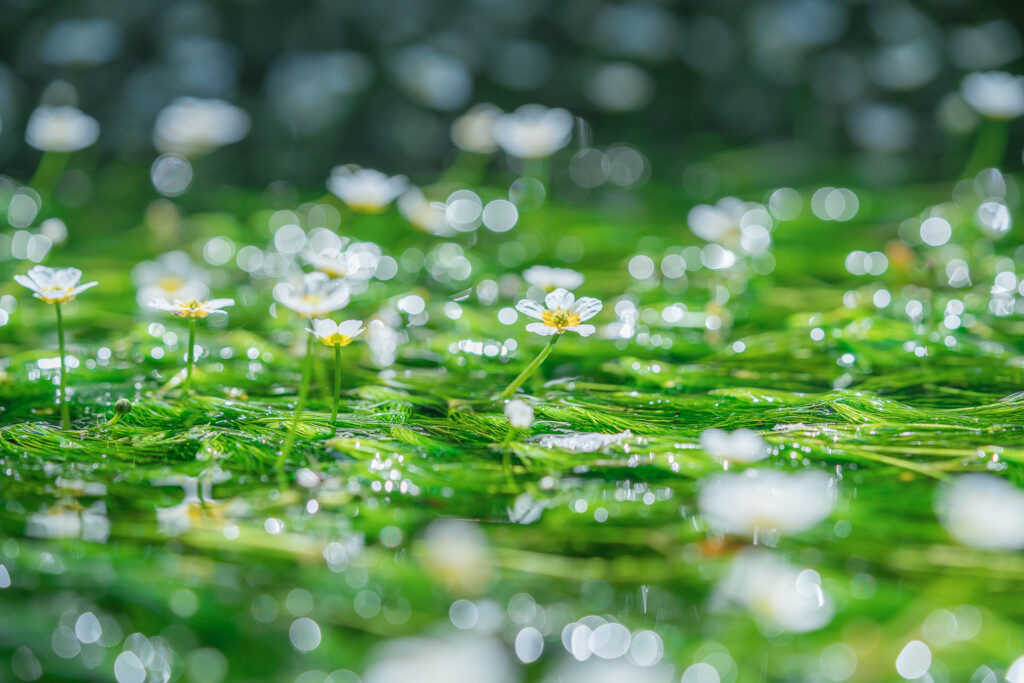 醒井地蔵川の梅花藻1