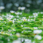 醒井地蔵川の梅花藻1