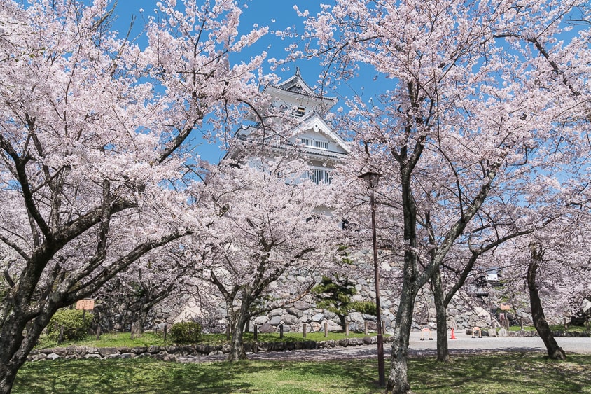 滋賀県長浜市「長浜城（桜）」へのアクセスと撮影スポット