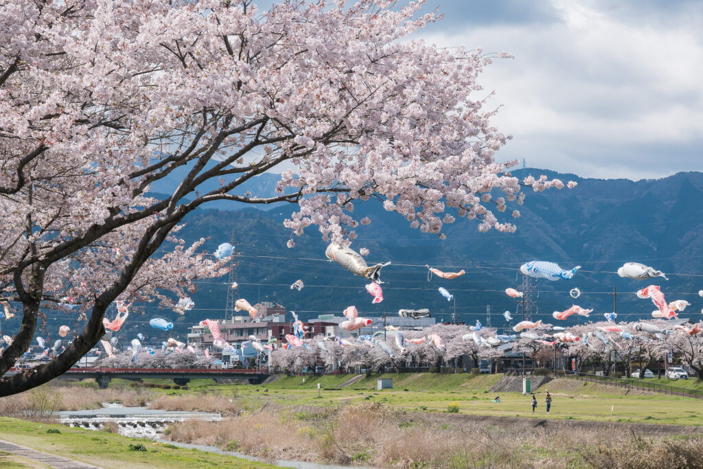相川水辺公園の桜とこいのぼり2