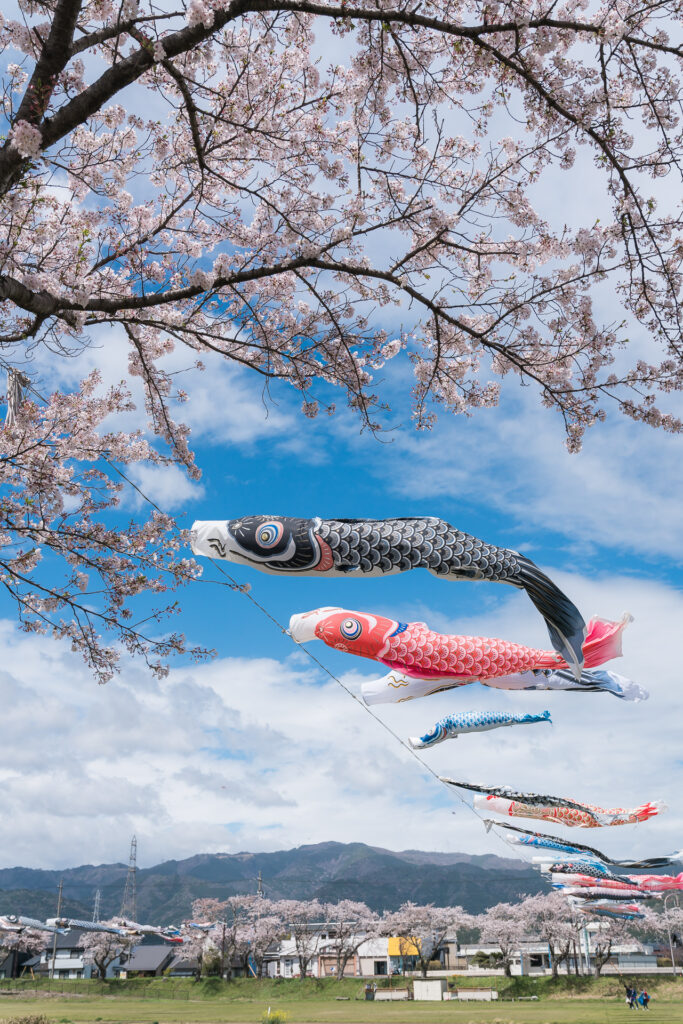 相川水辺公園の桜とこいのぼり4