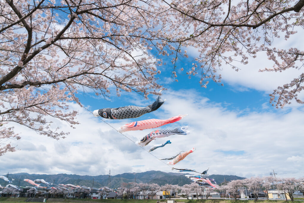 相川水辺公園の桜とこいのぼり1