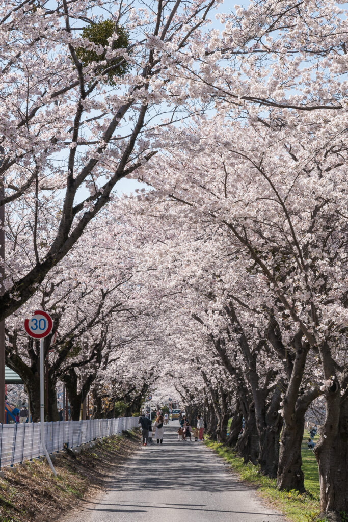 相川水辺公園の桜とこいのぼり5