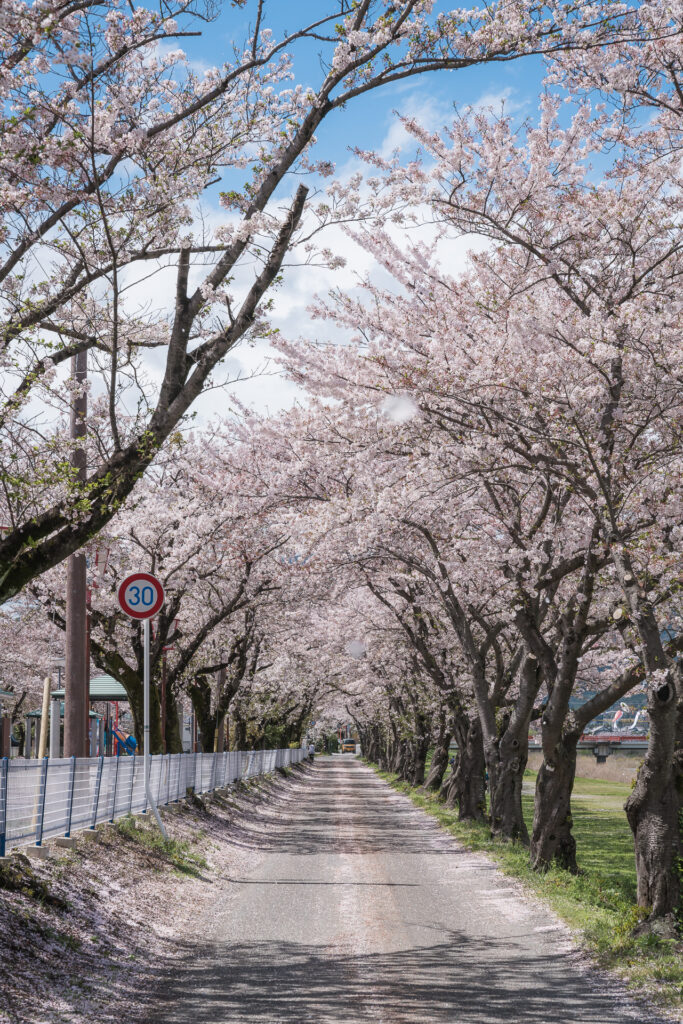 相川水辺公園の桜とこいのぼり6