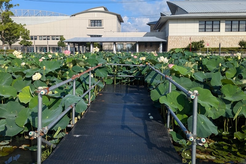 ふづきの池 東側の足場