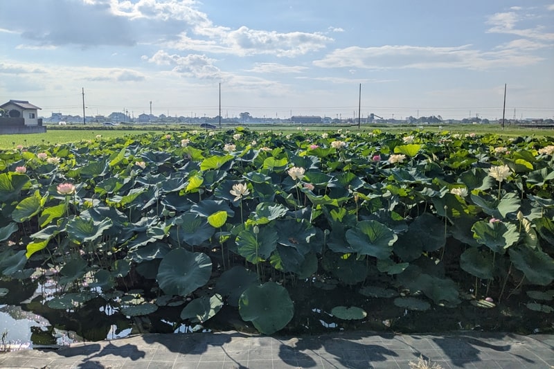 ふづきの池撮影スポット